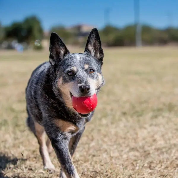 Red Bouncy Ball Dog Toy for Active Pets